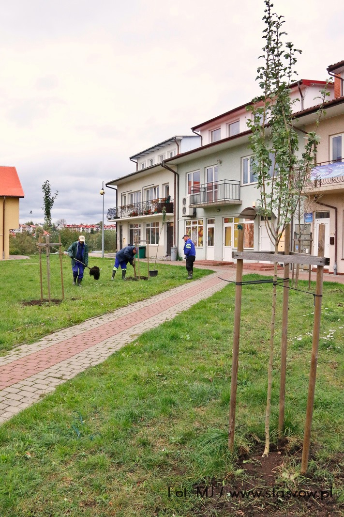 Na zdjęciu nowe drzewka na terenach zielonych przy Przychodni Rodzinnej przy ul. Konstytucji 3 Maja