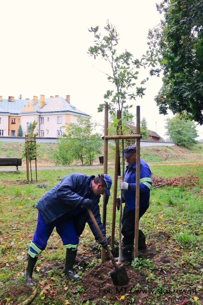 Na zdjęciu nowe drzewka na terenach zielonych