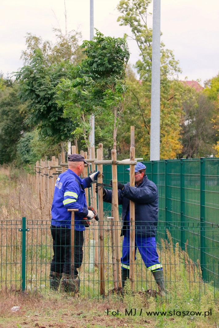 Na zdjęciu nowe drzewka na terenach zielonych 