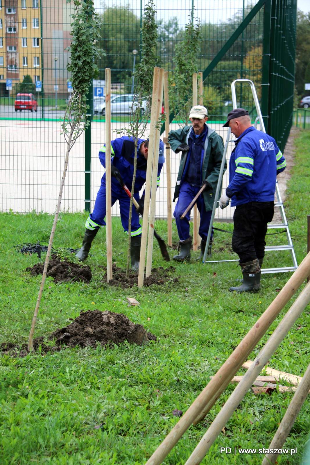 Na zdjęciu nowe drzewka na terenach zielonych przy Szkole Podstawowej nr 3