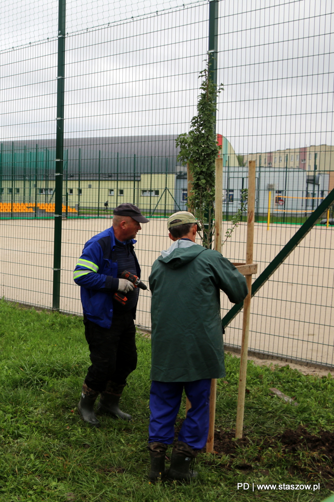 Na zdjęciu nowe drzewka na terenach zielonych przy Szkole Podstawowej nr 3  