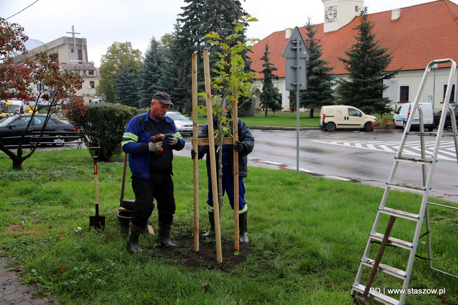 Na zdjęciu nowe drzewka na terenach zielonych Rynek