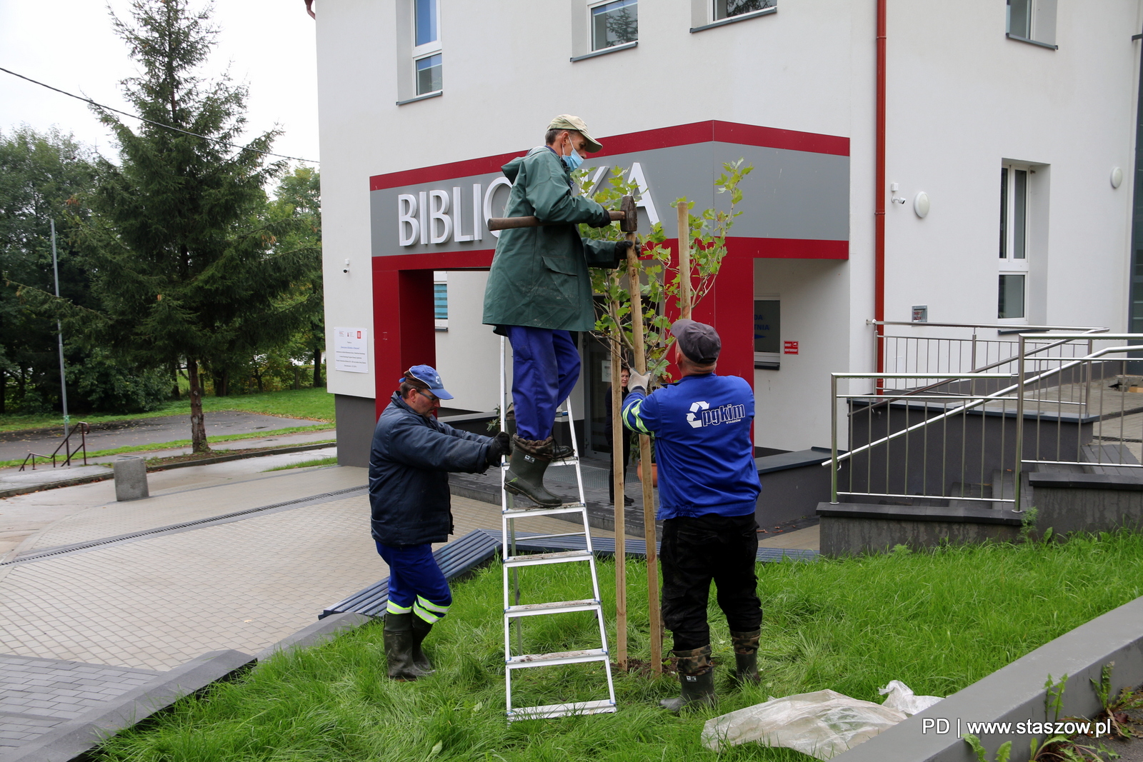 Na zdjęciu nowe drzewka na terenach zielonych przy Bibliotece Publicznej Miasta i Gminy w Staszowie, przy ul. Szkolnej