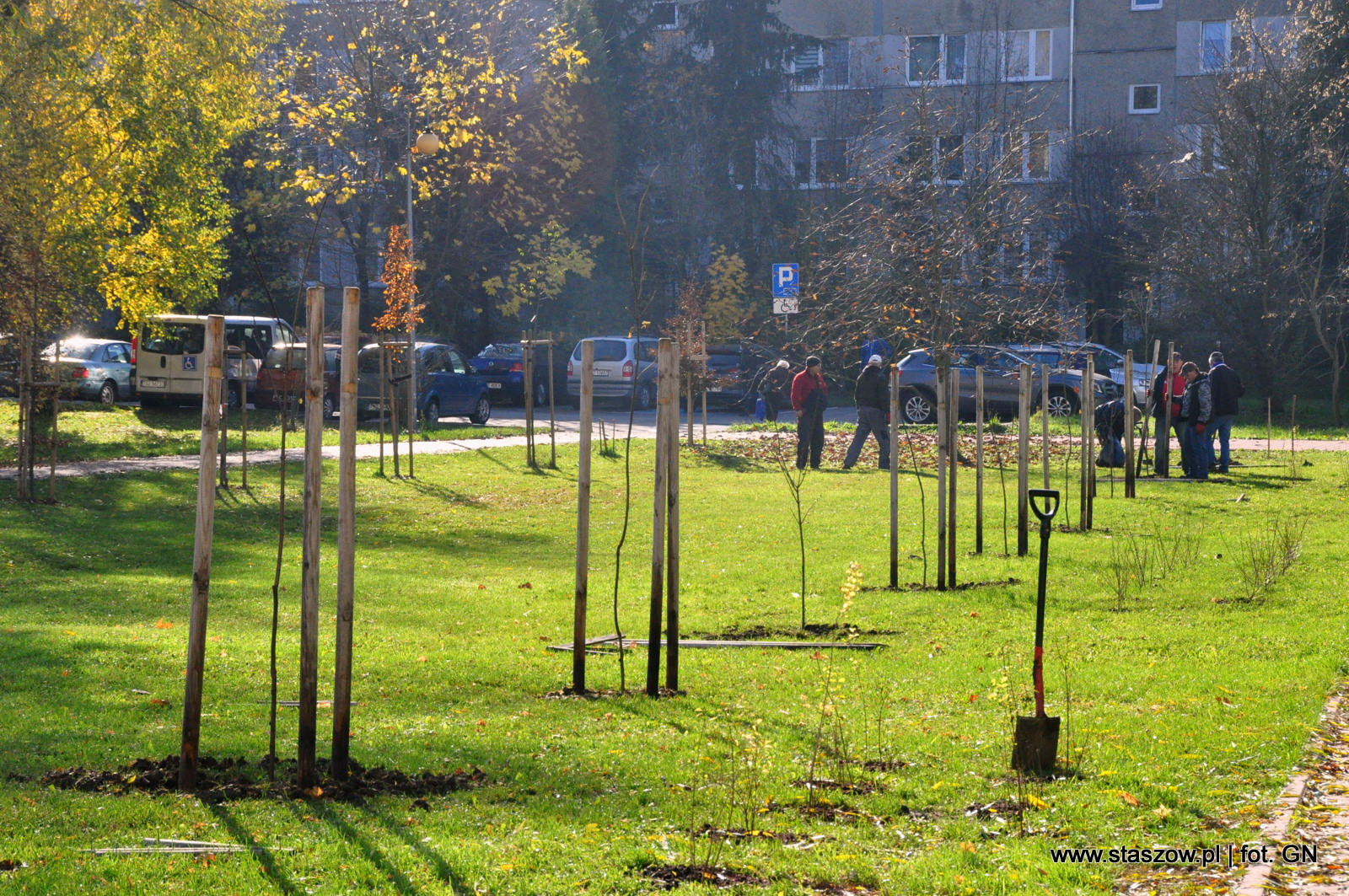 Nowe nasadzenia drzew i krzewów na Osiedlu Wschód