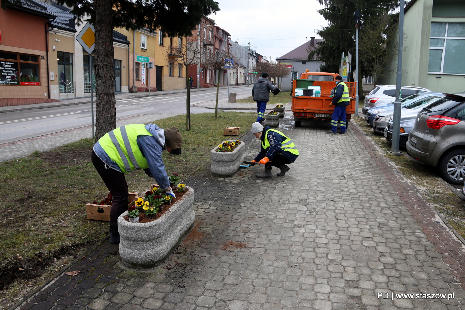 Tysiąc bratków posadzono w Staszowie 