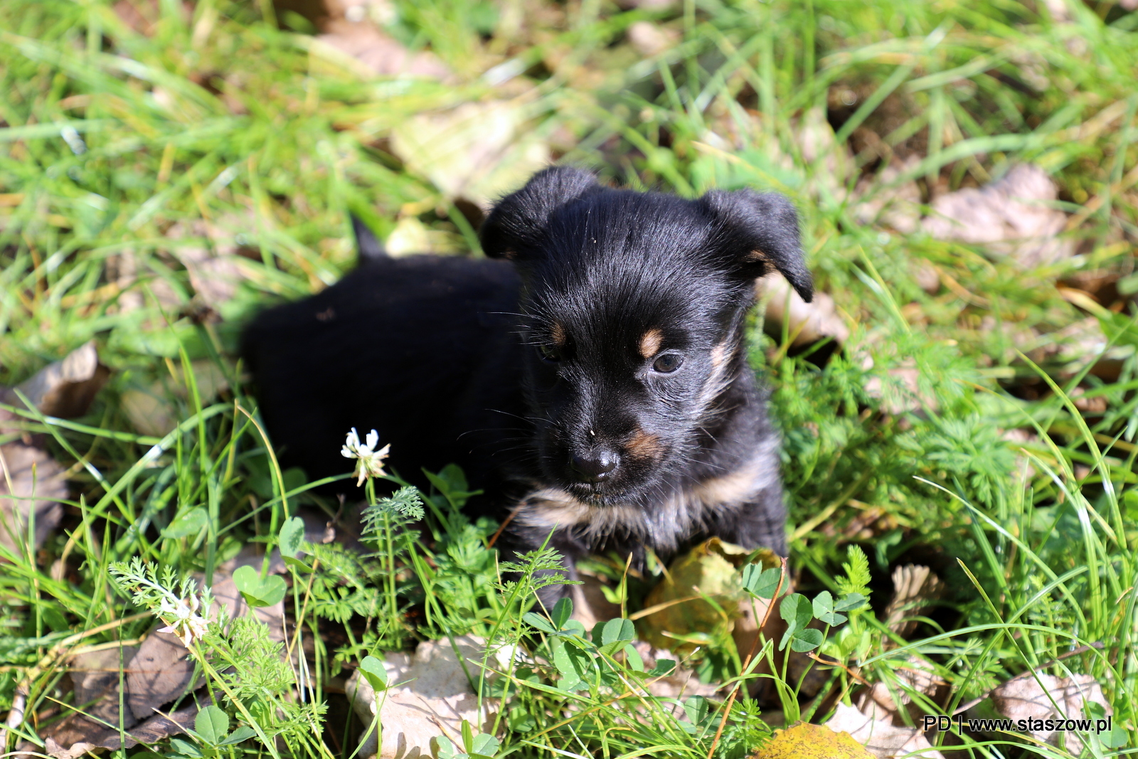 Urocza suczka i szczeniaczki do adopcji